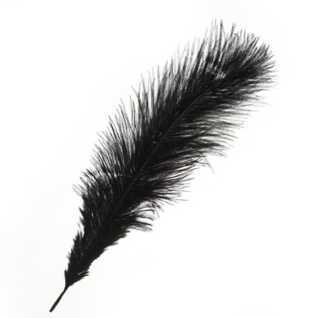 Feather for decor, size: 25-30 cm, black color-2