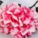 Flowers artificial "Elite hydration" D-16 cm 50 cm, pink