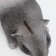 Pig a piggy bank "Guinea pig" 25x12x12cm