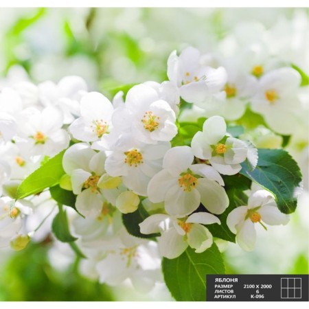 MASSICE K-096 "Apple tree" (6 sheets), 210 × 200 cm