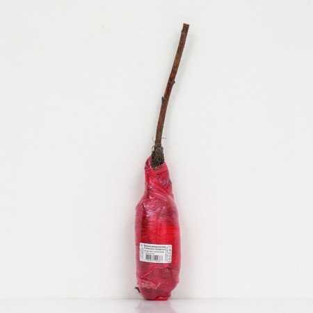 Raspberry repair varieties "Rubin necklace", 1 pc, tube, spring 2025-2