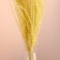 Set of dried flowers "Miscantus", banch 3-5 pcs, length 60 (+/- 6 cm), yellow