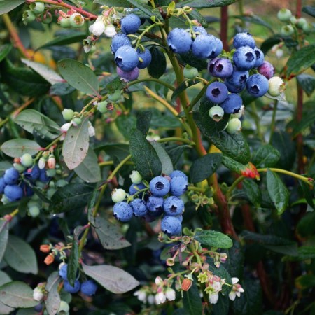 Blueberries tall Blacrop, C2 pot, H20-40 Height, 1 pc, summer 2024