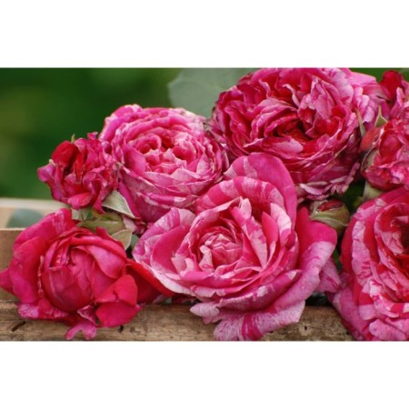 Seedling Rosa Krezyi Wumen, 1 pc, spring 2024