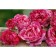 Seedling Rosa Krezyi Wumen, 1 pc, spring 2024