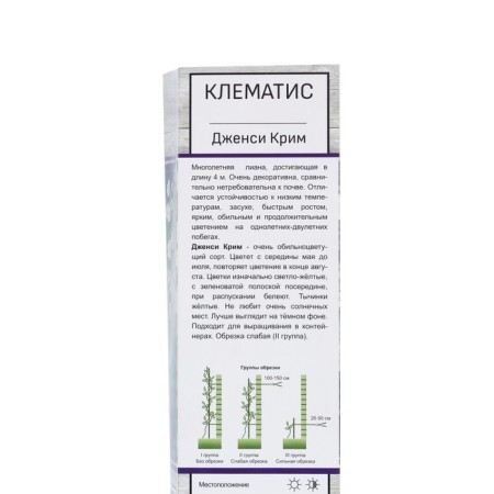 Clematis large -flowered "Jensi Crim", tube, 1 pc, spring 2025-1