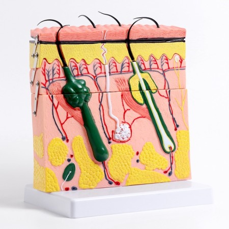 Matcage "Skin in the section" 21*4*20cm-2