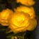 Night Rose 5XLED 4000K yellow 20x20x50cm Risalux