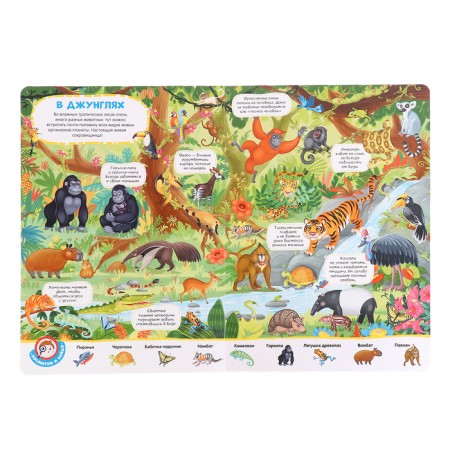 Book with windows "Wimmelbuh. Animals"-3