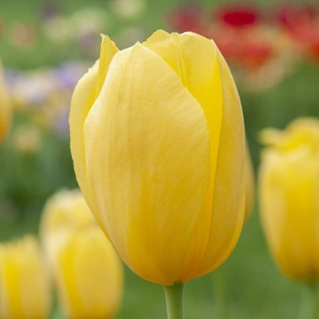 Tulip simple late Hella Light, 3 pcs, economy, autumn 2023-1