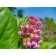 Badan thick -faced, P9 pot, 1 pc, spring 2024