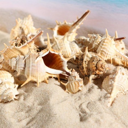 Set of shells Murex Paul, 100 g-2