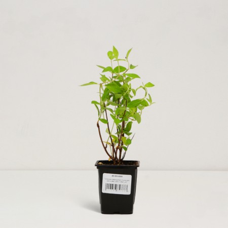 Saphenet Hydrangea Smiling "Cotton Cream", P9 pot, summer 2024-2