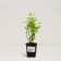 Saphenet Hydrangea Smiling "Cotton Cream", P9 pot, summer 2024