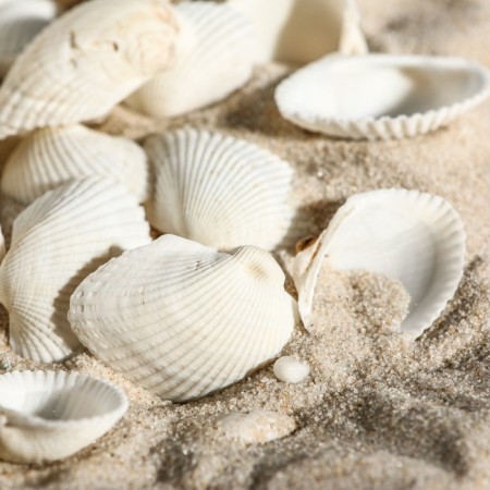 Set of shells, 2 - 3.5 cm, 100 g-1