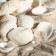 Set of shells, 2 - 3.5 cm, 100 g