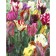 Tulip Parrot Parrot Mix, rr 11/12, 5 pcs, autumn 2023