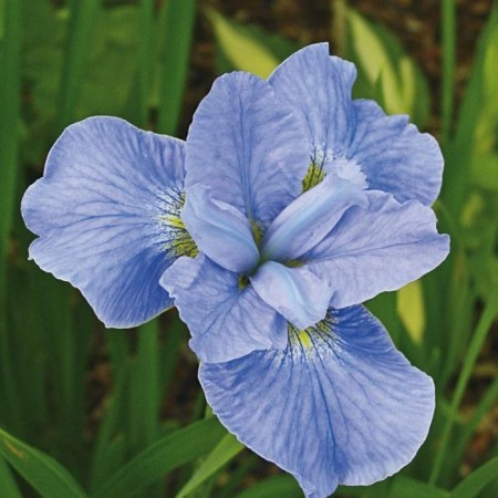 Iris Siberian Die Dilaite, rr I, 1 pc, spring 2025