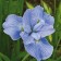 Iris Siberian Die Dilaite, rr I, 1 pc, spring 2025