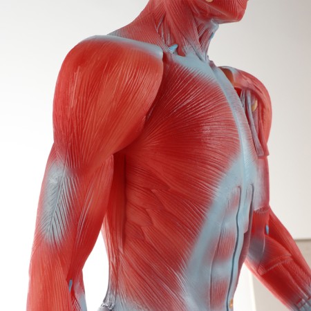 Matcage "Human Body", 82cm-4