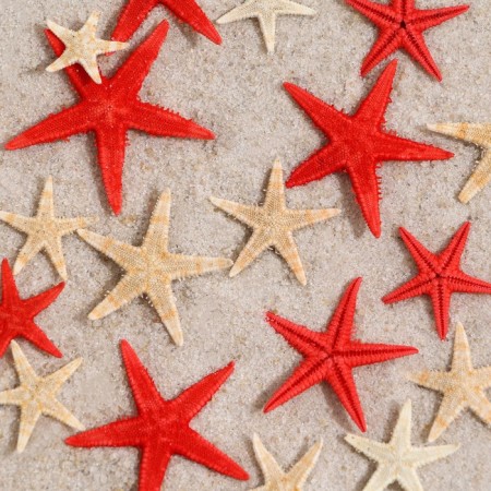 A set of natural sea stars, 1.5 - 2.5 cm, 20 pcs, red - white-1