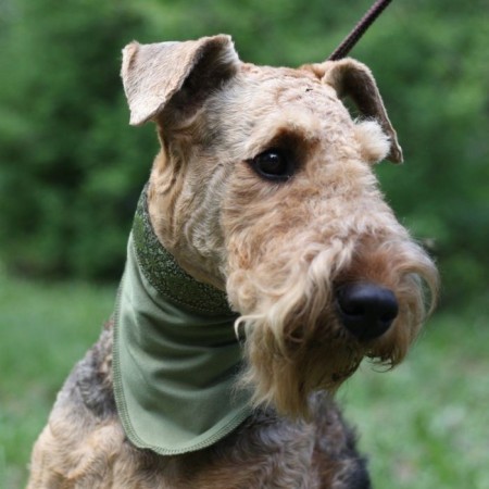 Cooling scarf OSSO, S (60 x 18 cm)-1