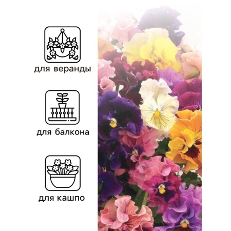 Viola seeds "Terry lace", Tricolor, F1, 4 pcs-2