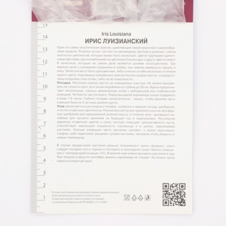 Iris Luisian Black Gamcock, Rr. I, 1 pc, spring 2025-2