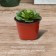 Pot for seedlings, d = 10 cm, h = 8.5 cm, terracotta, Greengo