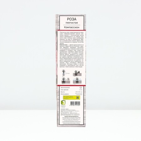 Seedling rose Plesia "compassion", tube, 1 pc, spring 2025-1