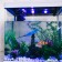 Decor for the Aquarium "Clown Oerlaris", silicone, with a neon effect, 6.6 x 4.3 cm