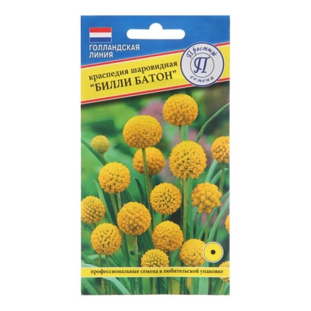 Flower seeds Kraspedium spherical "Billy Baton", 10 pcs