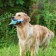 The squeak of "thoughtful chicken" for dogs, 28 cm, blue