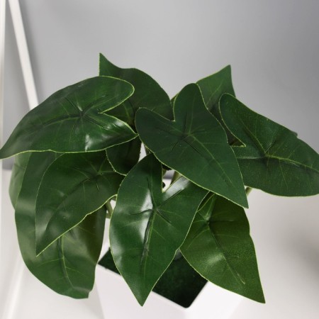Bonsai "Filodendron indoor" 8x25 cm, green-1
