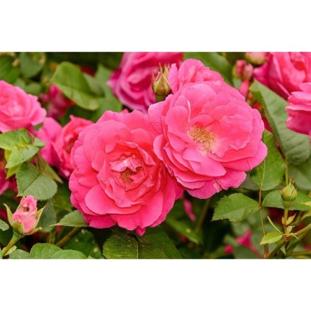 Seedling rose Canadian Park "Moden Sentennial", tube, 1 pc, spring 2025