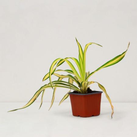 Sahenian yukka filament "Color Guard", P9 pot, summer 2024-1
