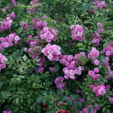 Seedling rose 