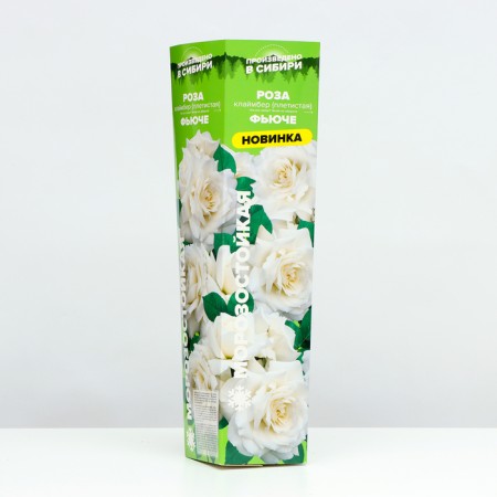 Seedling Rosa Klaimber Fuche, 1 pc, spring 2024-1