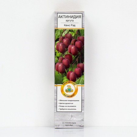 Actinidia Argut "Kens Red", 1 pc, tube, spring 2025