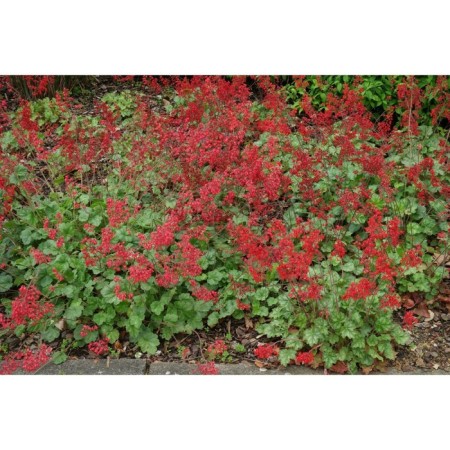 Geichera blood red "Red spangles", pot C3, 1 pc, spring 2024