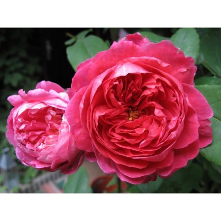 Seedling rose Benjamin Britten, English, pot 2 l., Summer 2024