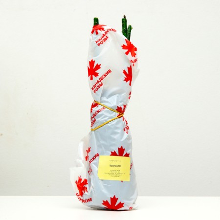 Seedling rose Spray "Manitoba", 1 pc, spring 2024-3