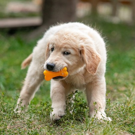 Toy squeak of small "bone with paws" for dogs, 8.5 cm-4
