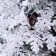 Christmas tree "Snow Elite" with cones (mixed branches) 240 cm d of the lower tier 155 cm 824 branches