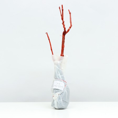 Veles Grapes seedling, 1 pc, spring 2024-3