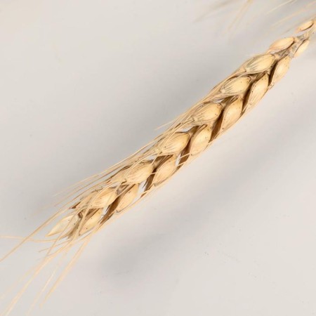 Sukhotzet decor "wheat" (set 10 pcs) 60 cm, beige-1