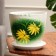 Flower Gerbera Green Green 5 L
