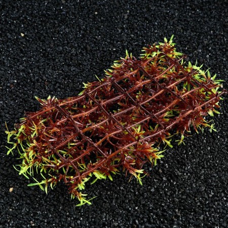 Plant rug for aquarium, 23 x 12 x 5 cm, brown-yellow-2