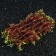 Plant rug for aquarium, 23 x 12 x 5 cm, brown-yellow