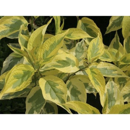 Deren White Gouceauulti, C2 pot, H10-50 height, 1 pc, summer 2024